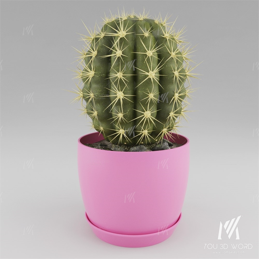 Cactus